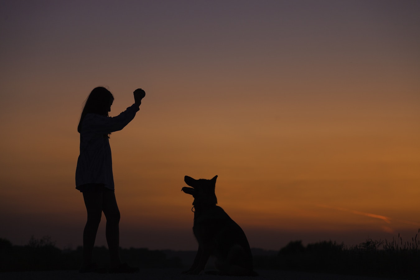 Kelford Dog Training UK